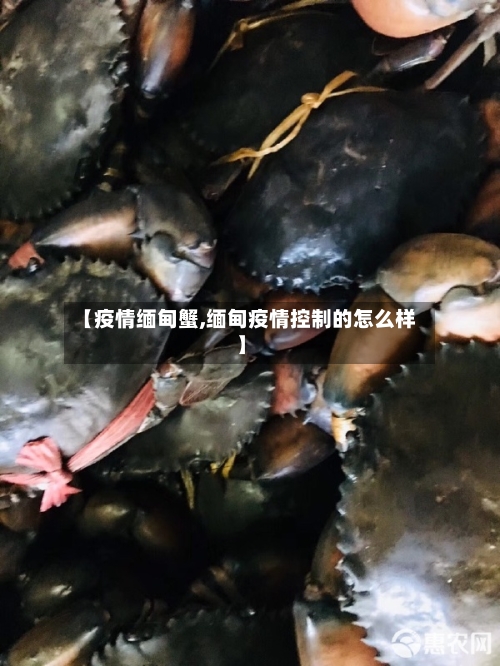 【疫情缅甸蟹,缅甸疫情控制的怎么样】-第3张图片